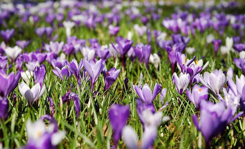 Buona Pasqua in immagini