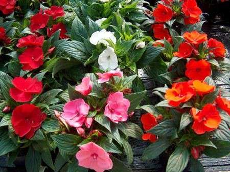 impatiens colorate