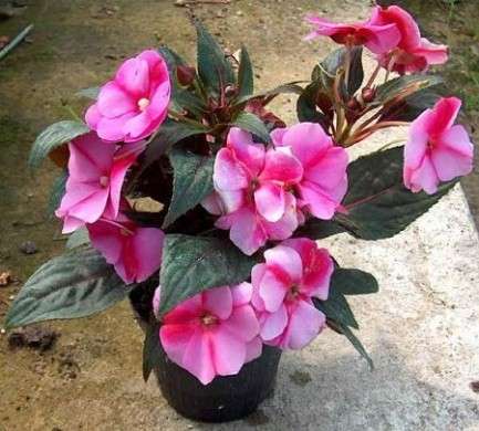 impatiens fucsia