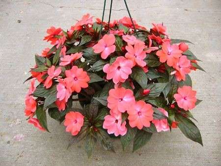 impatiens magenta