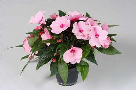 impatiens rosa