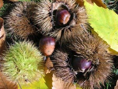 castagne