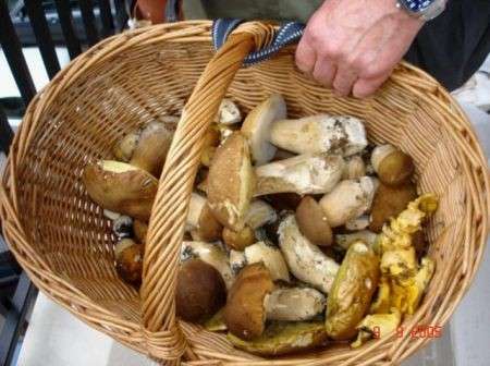 Funghi porcini cesto