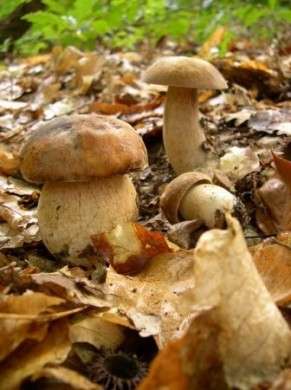Porcini funghi