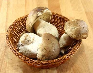 Porcini