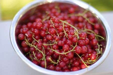 Ribes ricette