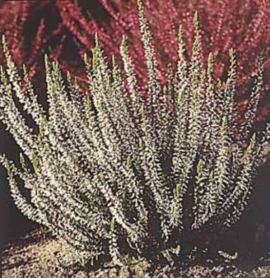 calluna bianca