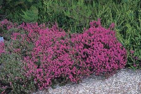 calluna cespuglio