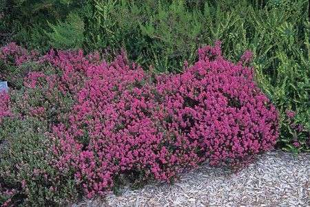 calluna cespuglio