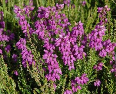 calluna fiori