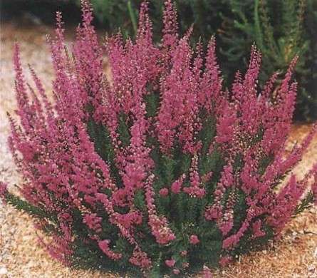 calluna fucsia