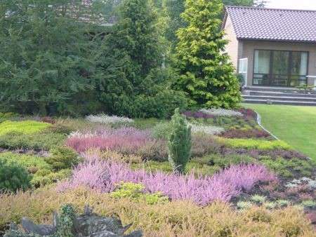 calluna in giardino