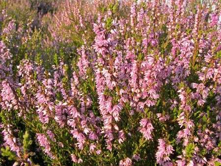 calluna rosa