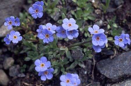 piantine myosotis