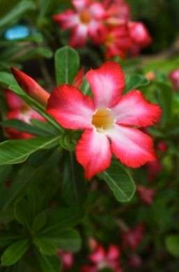 fiore rosa del deserto