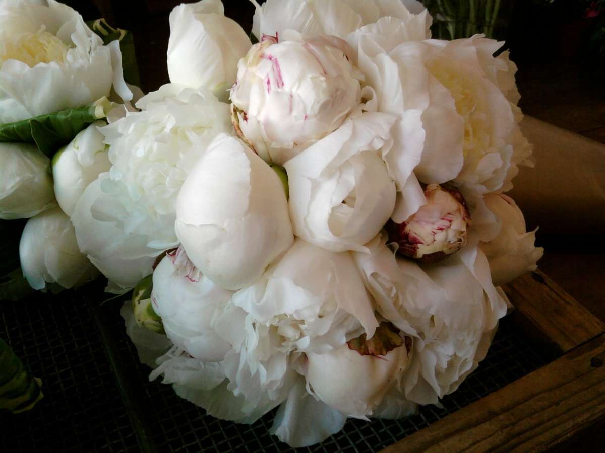 Peonie delicate