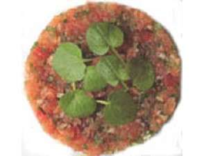 tartare salmone con erba cipollina