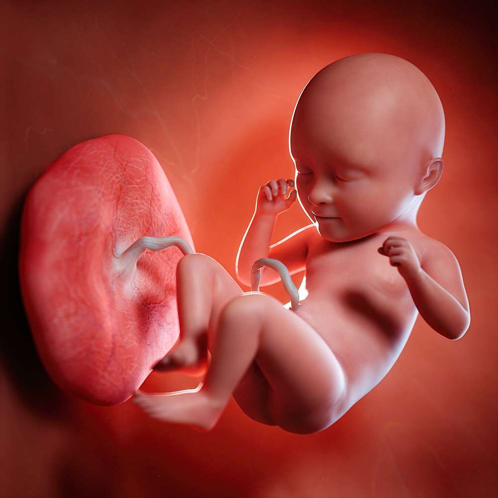 35 settimana, lunghezza e peso del feto