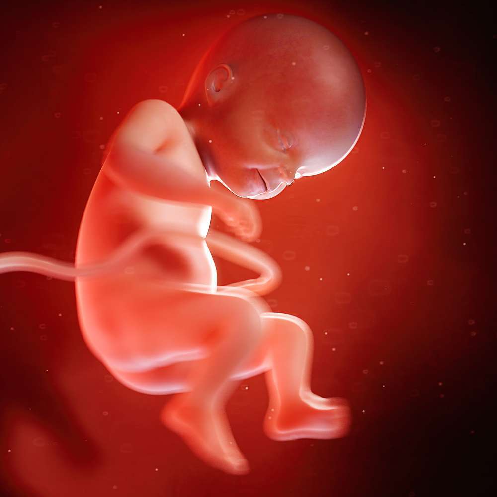 Crescita del feto, 22 settimana