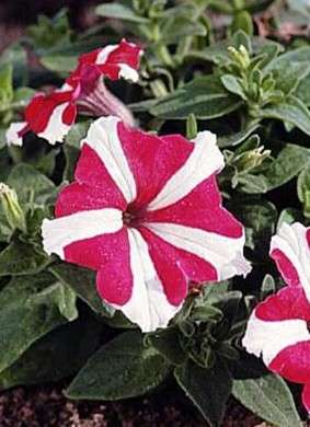 fiore petunia