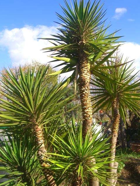 L'albero di Yucca