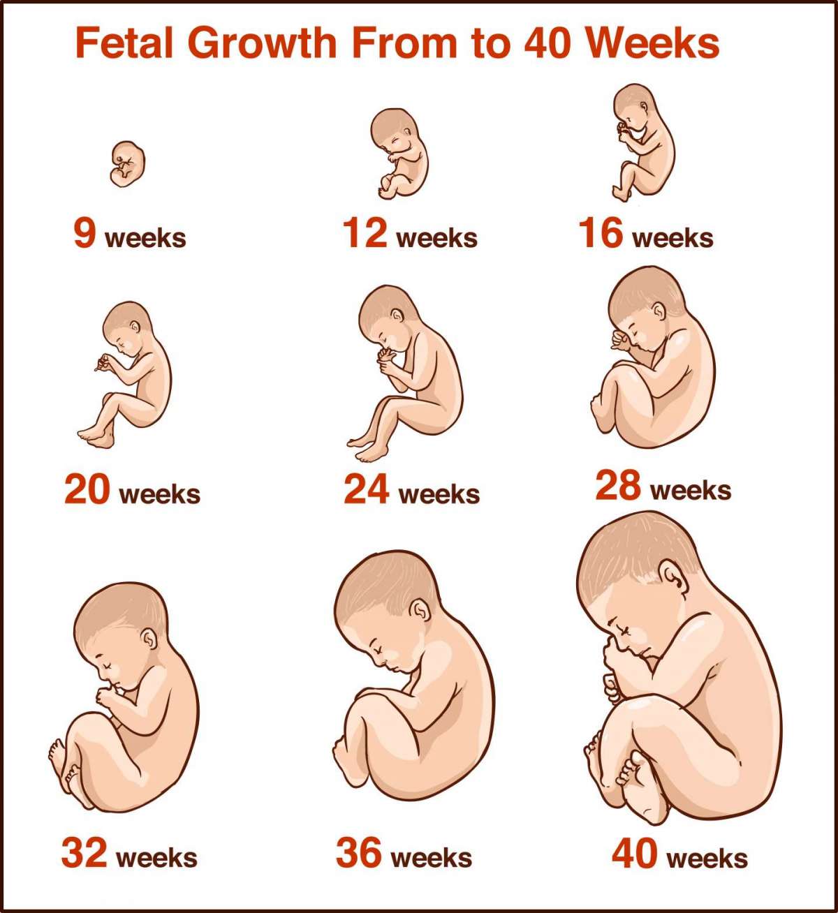 La crescita del feto in utero