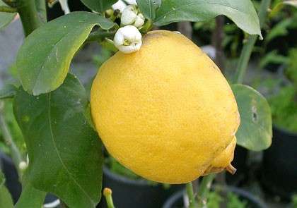 limone