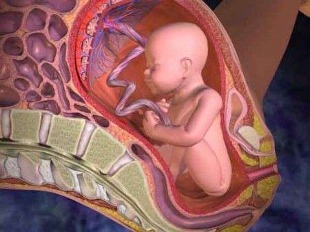 Lunghezza del feto e placenta