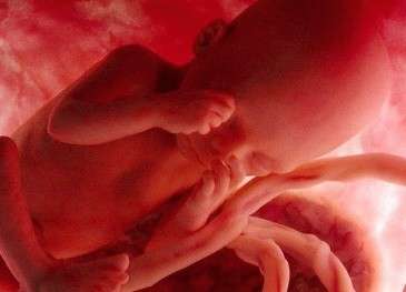 Lunghezza del feto sviluppato