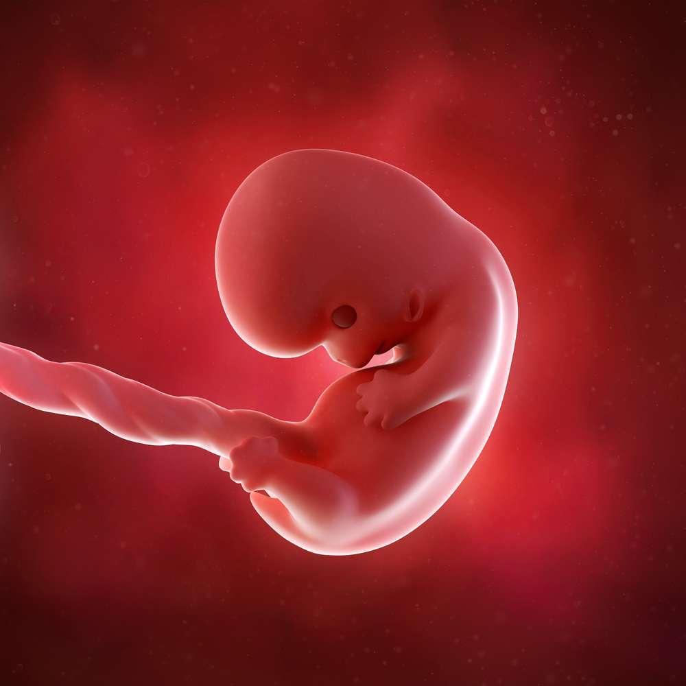 Lunghezza feto nel primo trimestre