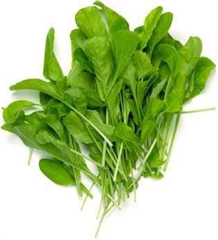 Rucola