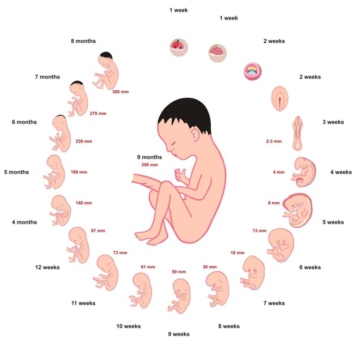 Tabella crescita feto