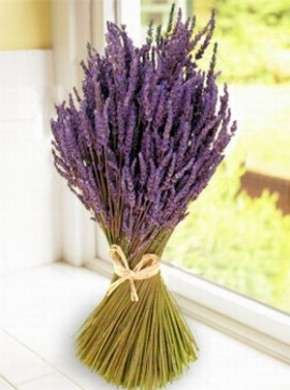 Lavanda