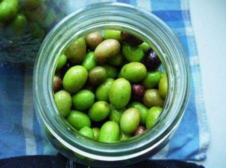olive salamoia