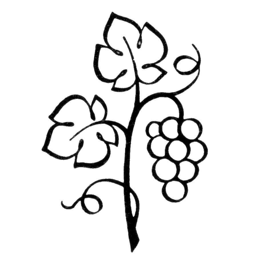 L'uva