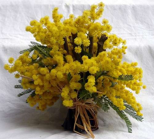 Mazzo di mimose