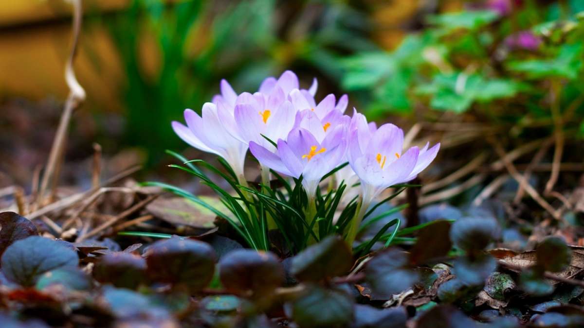 Crocus che sboccia in primavera