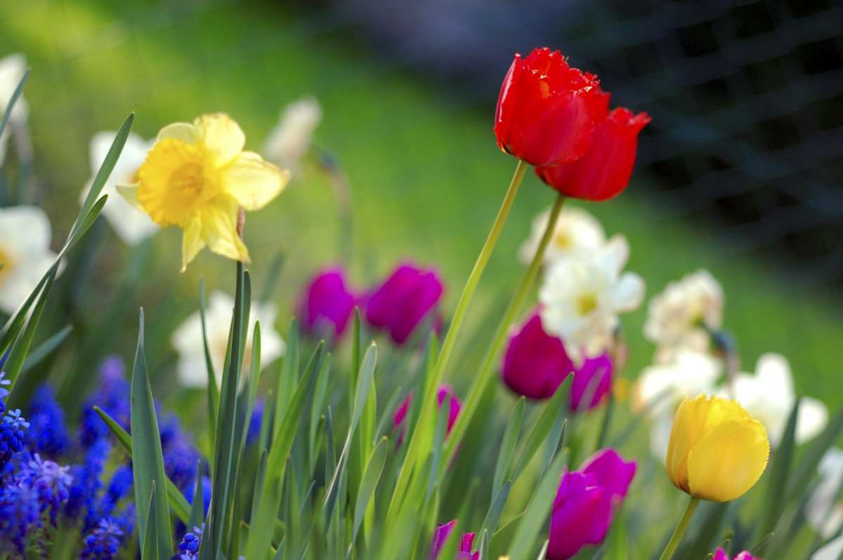 Fiori coloratissimi in primavera