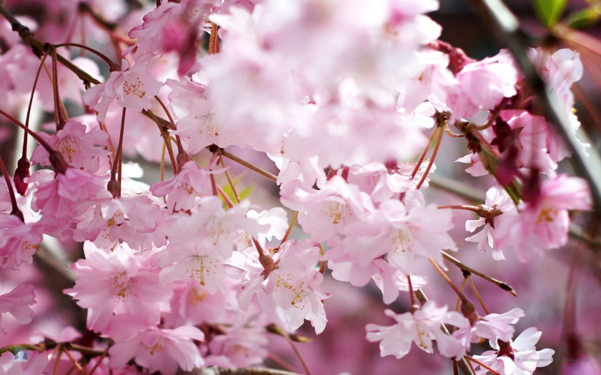 Fiori di pesco in primavera