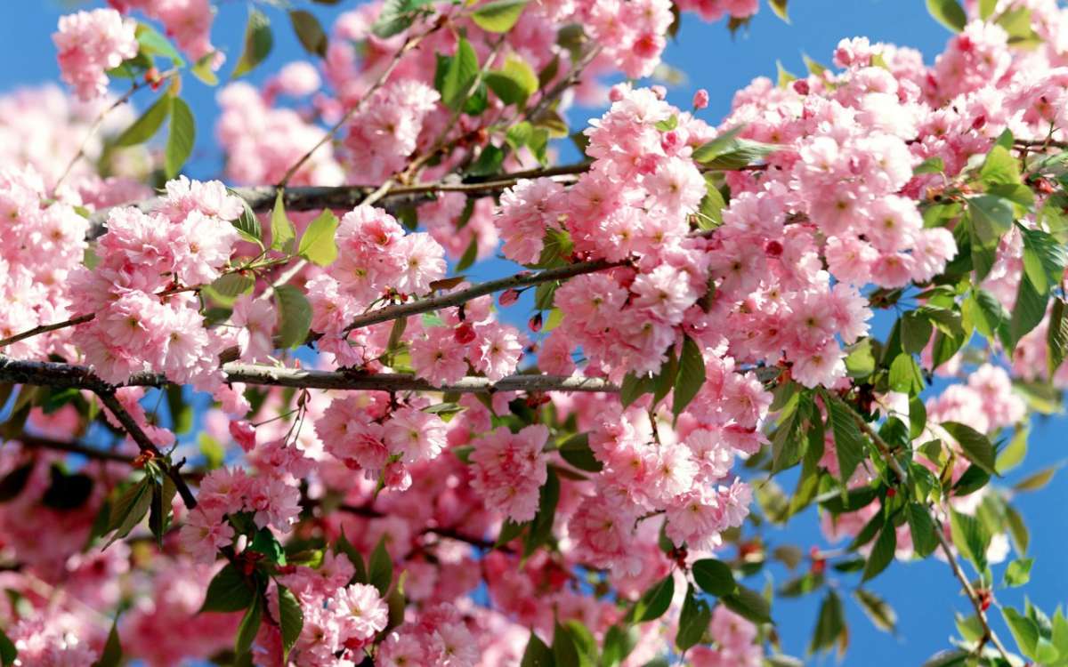 Fiori rosa in primavera