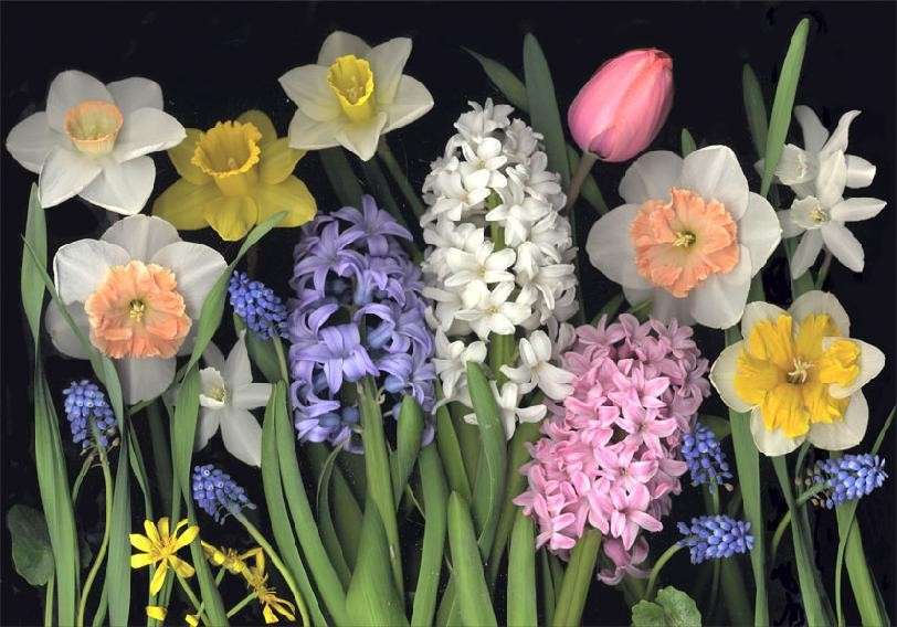 Fiori tipici della primavera