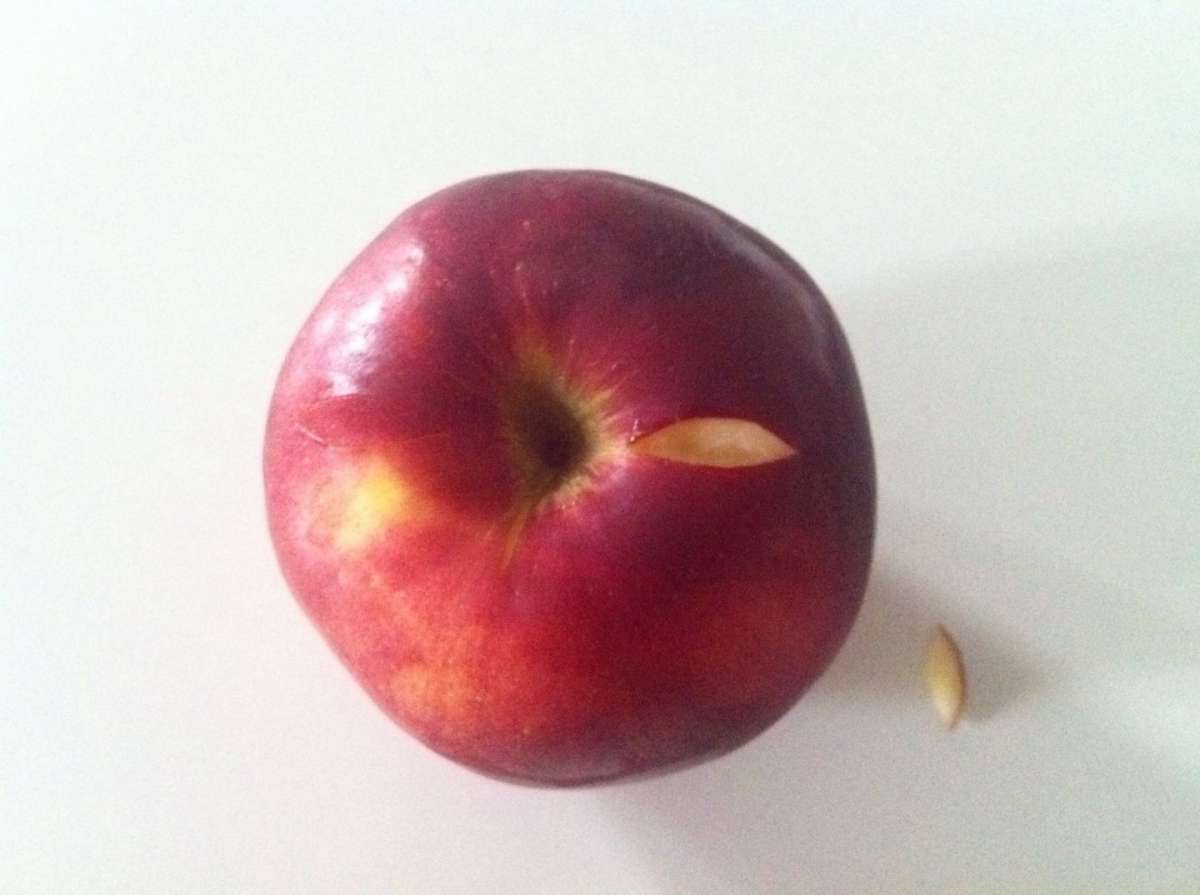 Intaglio nella mela
