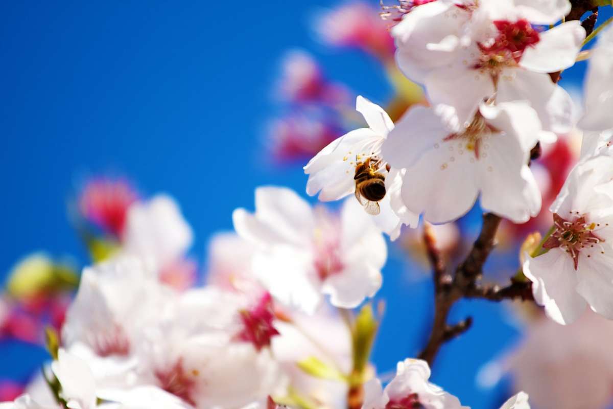 La api sui fiori in primavera