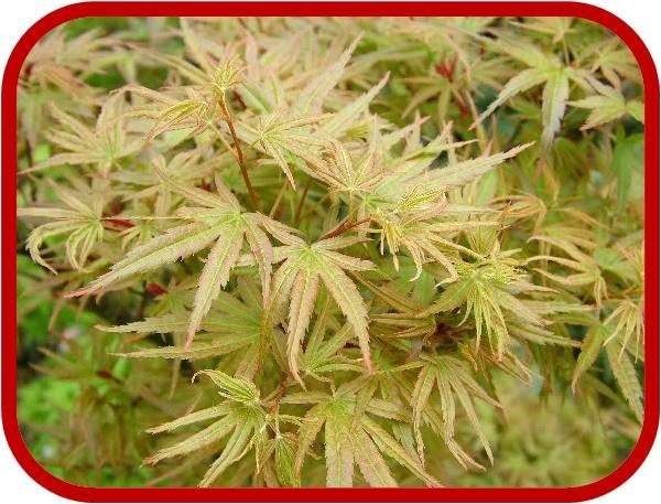 Acer palmatum nanum