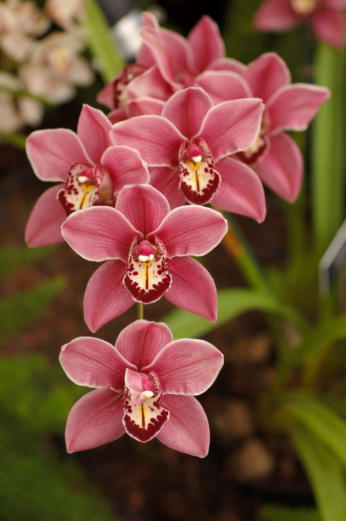 Addobbi di fiori per il matrimonio con orchidee