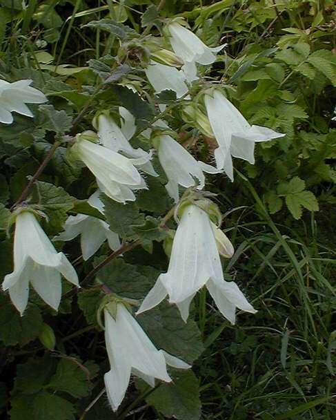 Campanule per il balcone