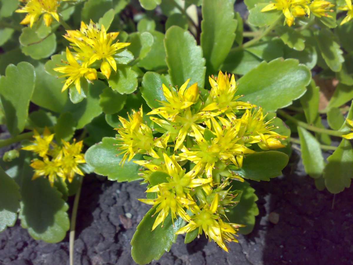 Fiore di rhodiola rosea