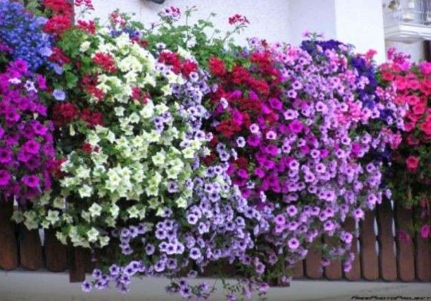 Fiori per il balcone