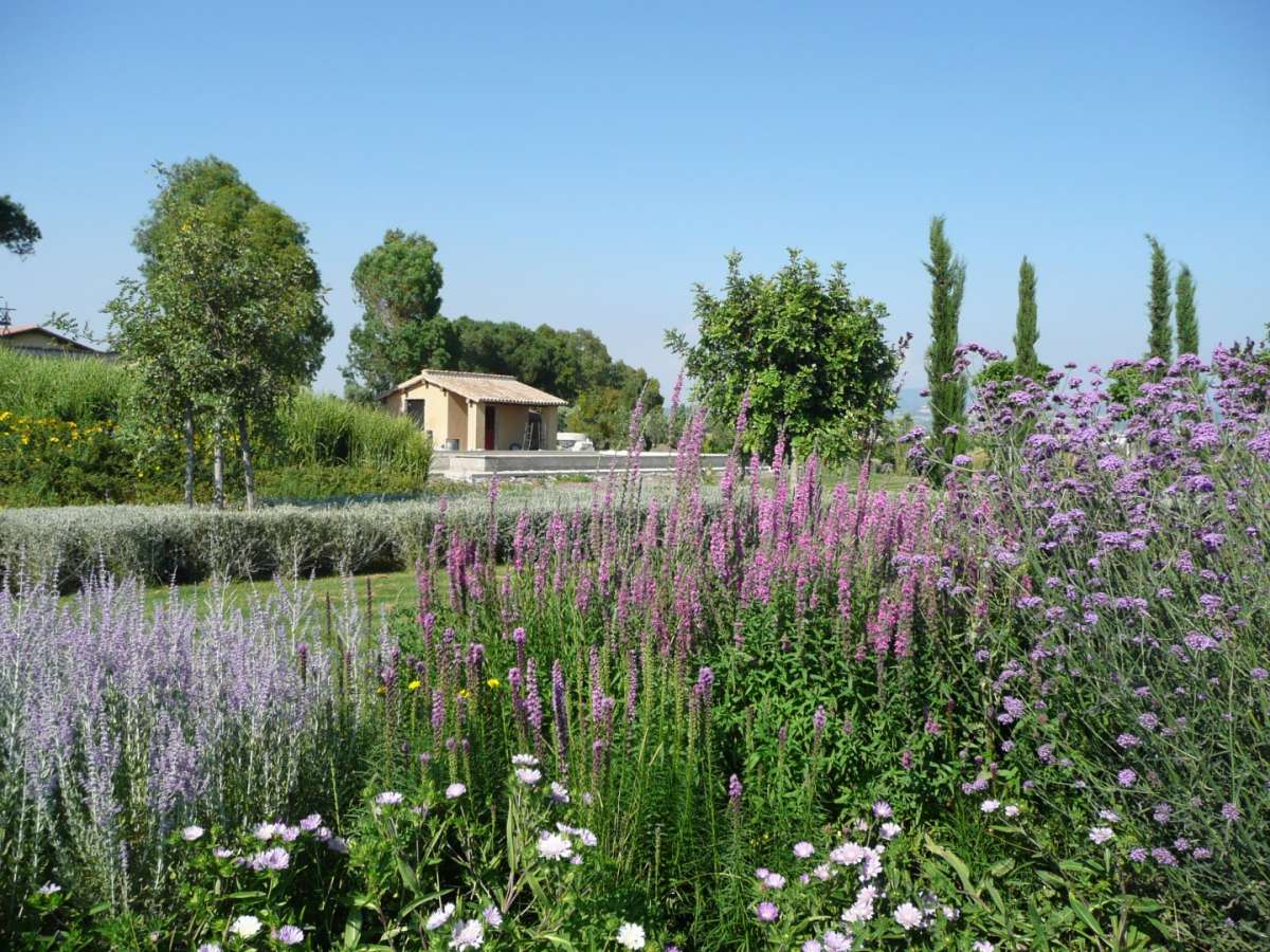 Lavanda resistente