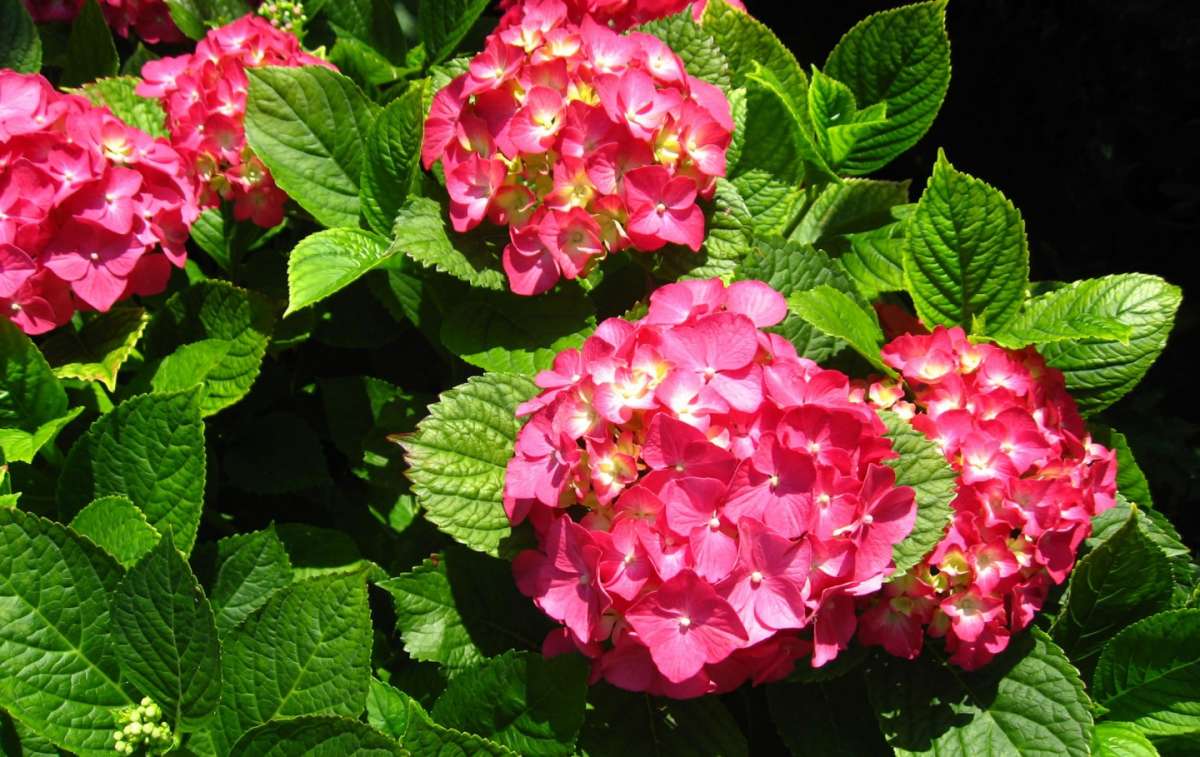 Ortensia rosa da balcone